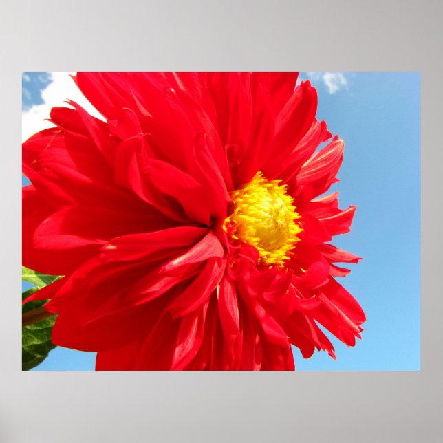 Dahlie Poster (Vorne)