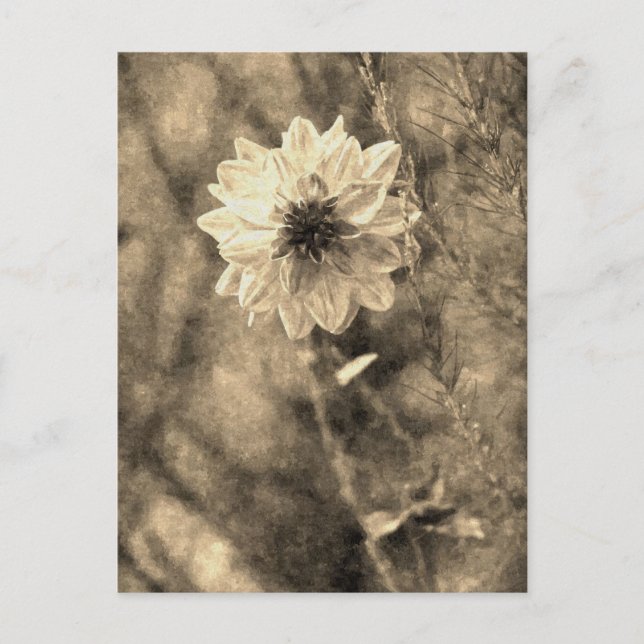 Dahlie Postkarte (Vorderseite)