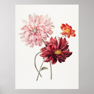 Dahlien Willem Hekking Vintage-Blumenkunst Poster