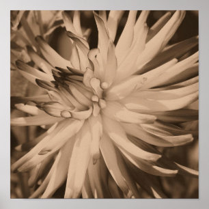 Dahlienblüte Nahaufnahme in Vintage-Sepia Poster