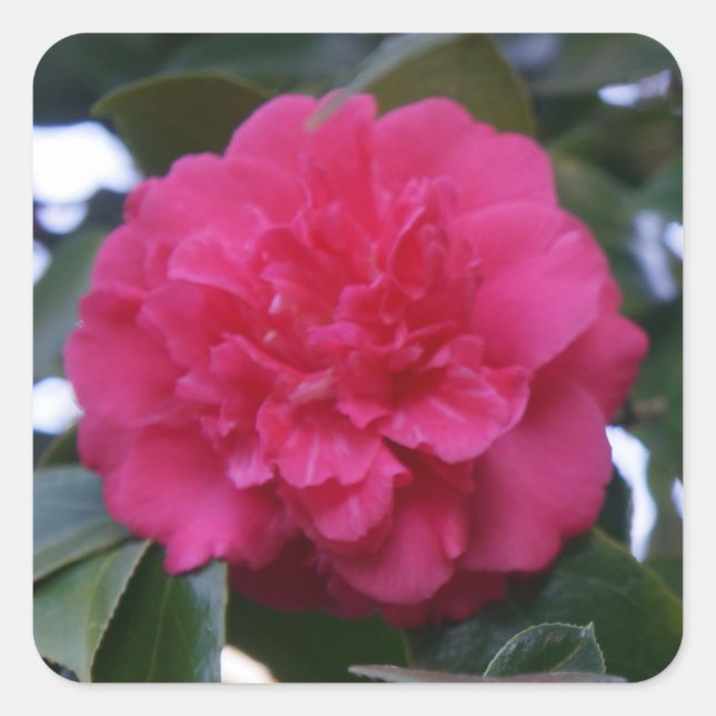 Daikagura Red Camellia Stickers (Vorderseite)