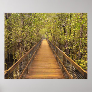 Daintree Nationalpark UNESCO-Welterbe Poster