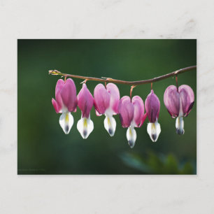 Dainty Hearts Postcard Postkarte