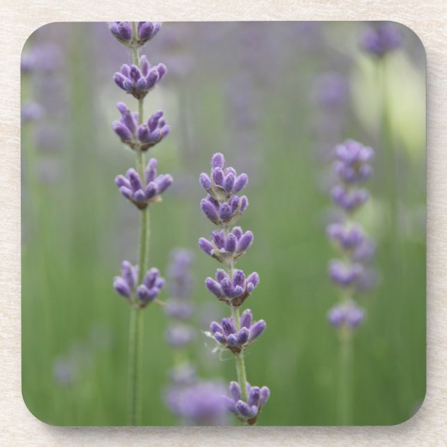 Dainty Lavender Getränkeuntersetzer (Vorderseite)