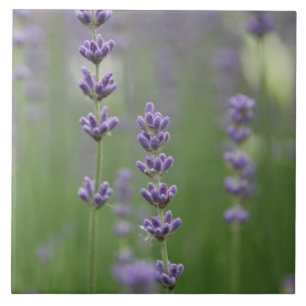 Dainty Lavender Large Square Tile Fliese