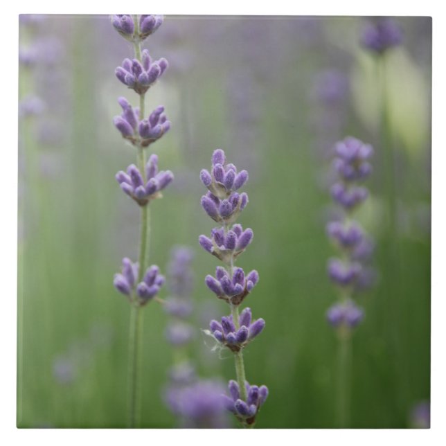 Dainty Lavender Large Square Tile Fliese (Vorderseite)