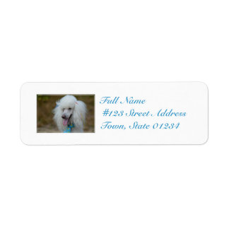 Dainty White Poodle