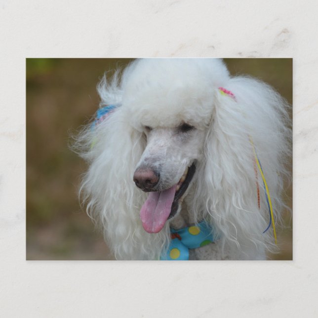 Dainty White Poodle Postkarte (Vorderseite)