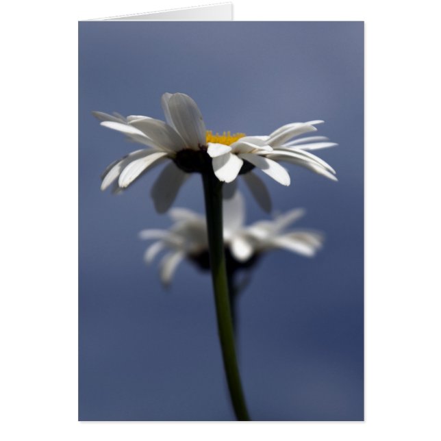 Daisies (Vorne)