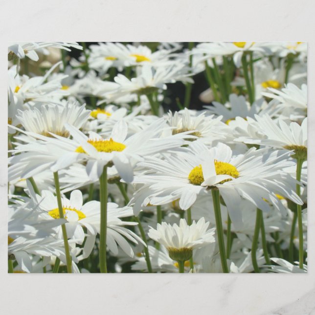 Daisies Blume Scrapbook Paper Themed Designer (Vorderseite)