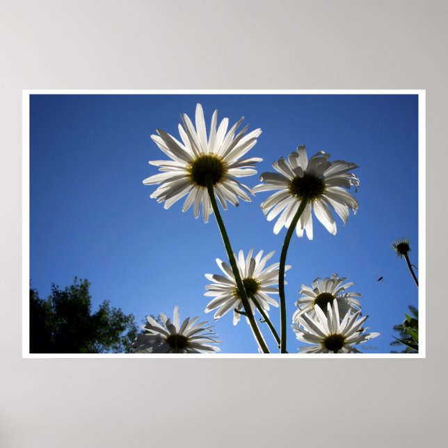 Daisies Daisy Fotografy art Blue Sky Poster (Vorne)