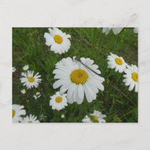 Daisies & Damselfly DIY Postkarte