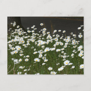 Daisies Field DIY Postcard Feiertagspostkarte