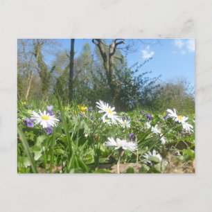 Daisies Field with Blue Sky DIY Postcard Feiertagspostkarte