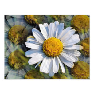 DAISIES FOTODRUCK