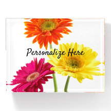 Daisies Gerbera Nature