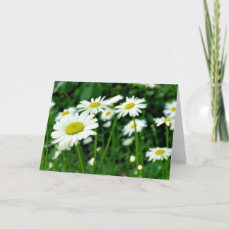 Daisies Karte