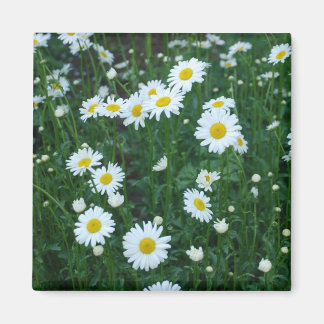 Daisies Magnet