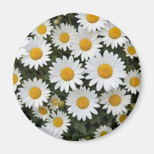 Daisies Magnet