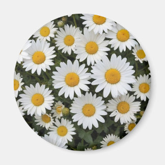 Daisies Magnet