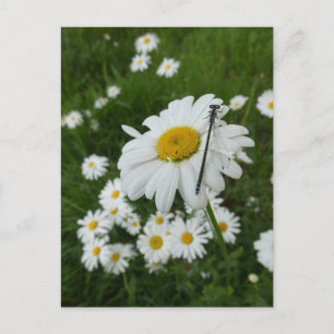 Daisies Nah up & Damselfly DIY Postkarte