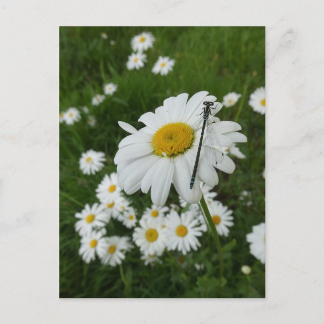 Daisies Nah up & Damselfly DIY Postkarte (Vorderseite)