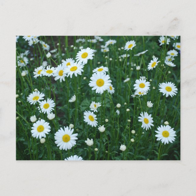 Daisies Postcard Postkarte (Vorderseite)