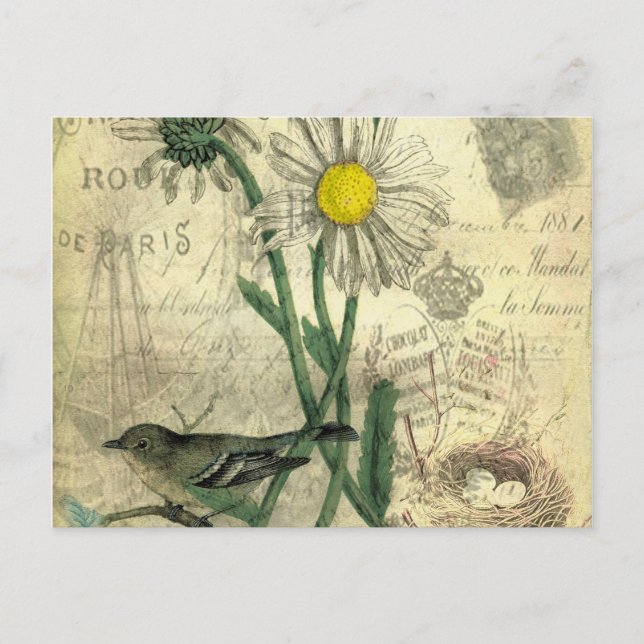 Daisies Postcard Postkarte (Vorderseite)