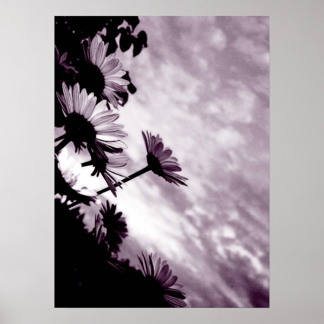 Daisies Poster (Vorne)