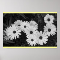 Daisies