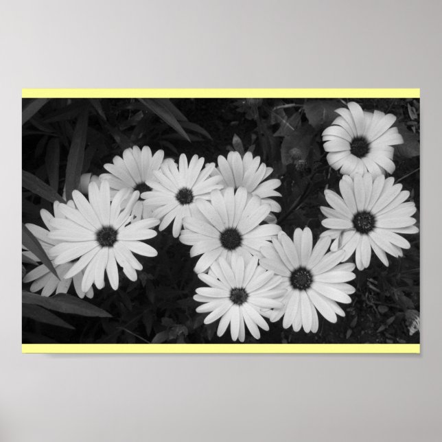 Daisies Poster (Vorne)