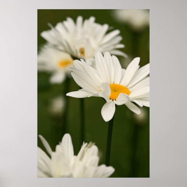 Daisies Poster (Vorne)