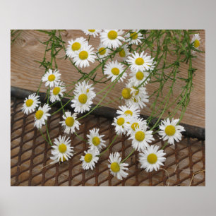 Daisies Poster