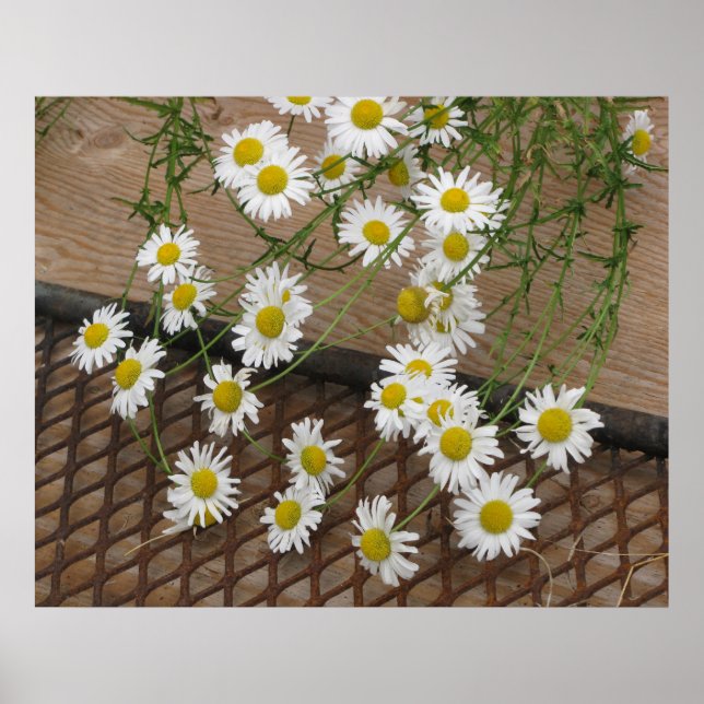Daisies Poster (Vorne)