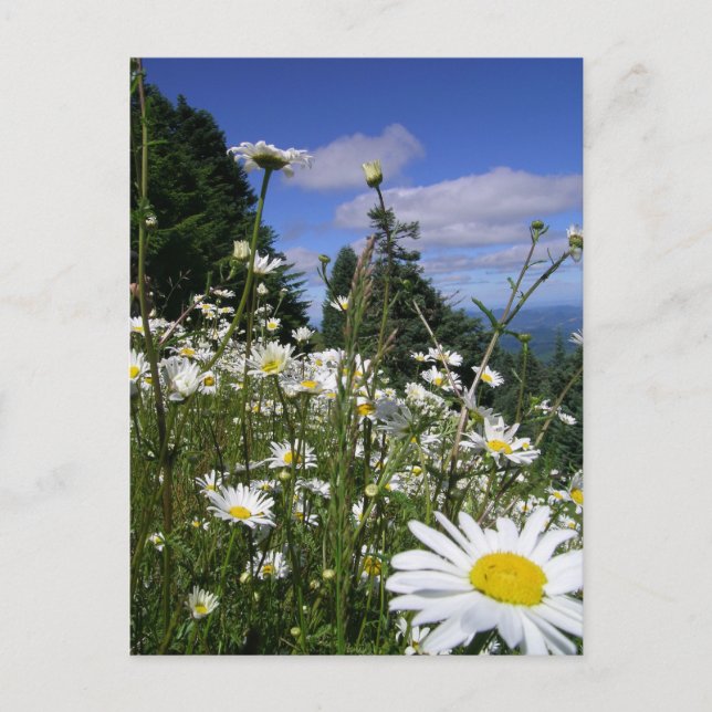 Daisies Postkarte (Vorderseite)