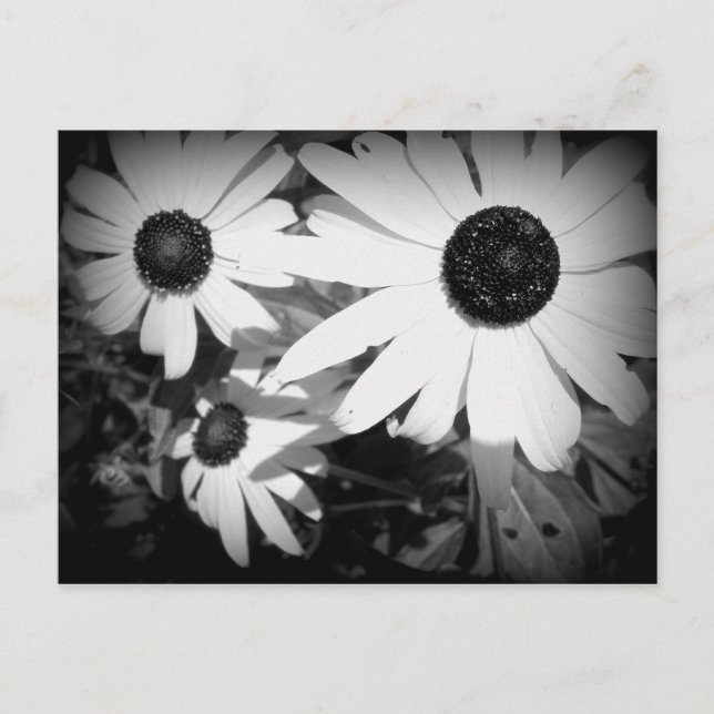 Daisies Postkarte (Vorderseite)