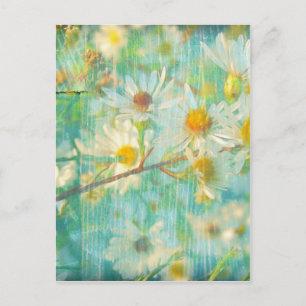 Daisies Postkarte