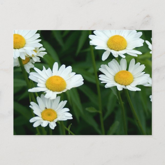 Daisies Postkarte (Vorderseite)