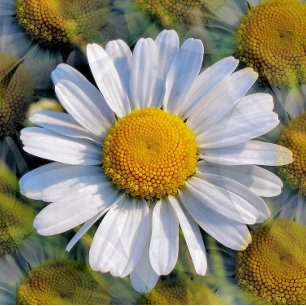 DAISIES POSTKARTE