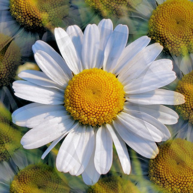 DAISIES POSTKARTE (A photographic design of multiple images of a little wild daisy. )
