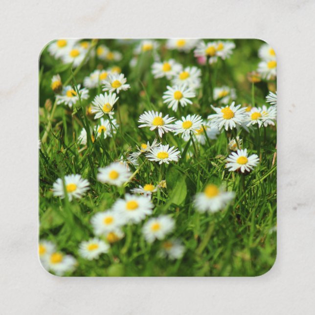 Daisies Quadratische Visitenkarte (Vorderseite)