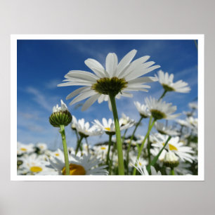 Daisies Reaching für den Himmel Poster