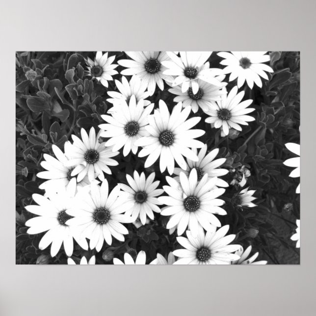 Daisies Schwarz-Weiß-Print Poster (Vorne)