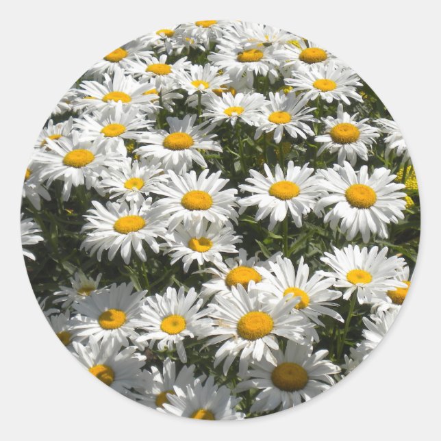 Daisies Stickers (Vorderseite)