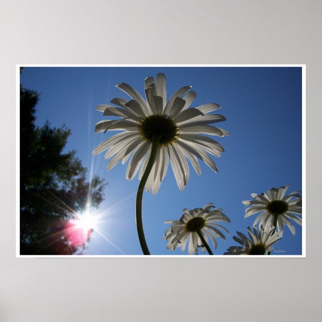 Daisies und Blue Sky Poster (Vorne)