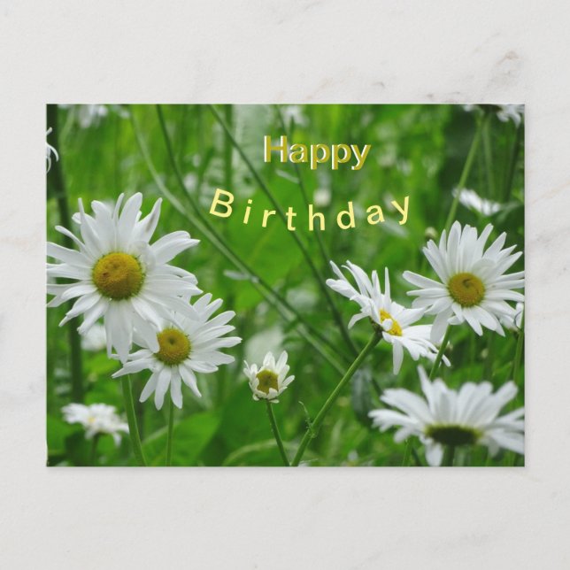Daisies Wild Blume Kust. Happy Birthday Postcard Postkarte (Vorderseite)