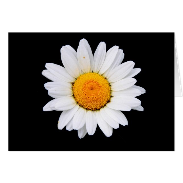 Daisy (Vorderseite (Horizontal))