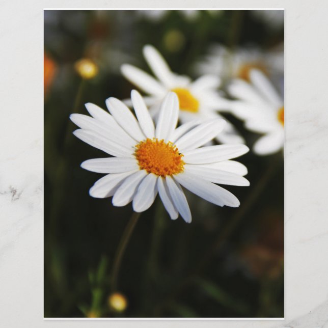 Daisy (Vorderseite)