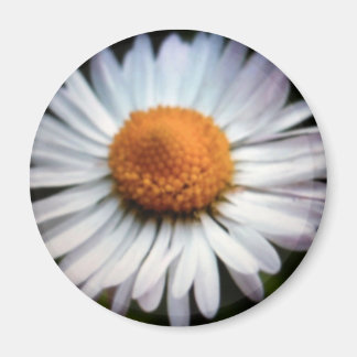 Daisy 1 Magnet