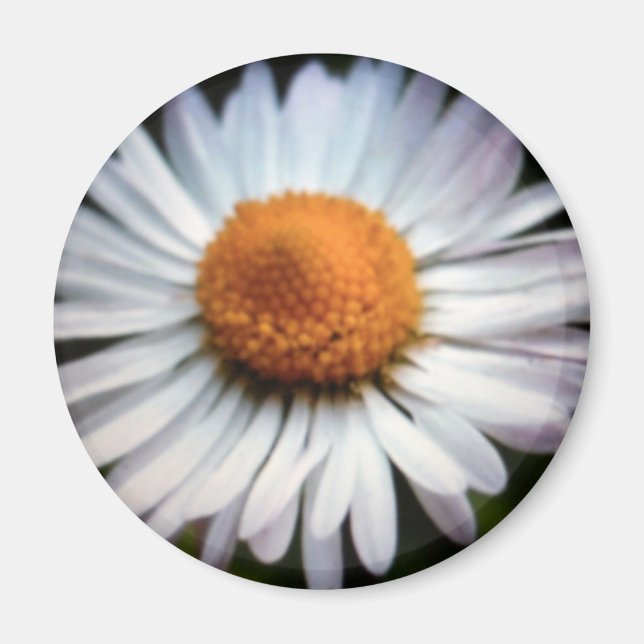 Daisy 1 Magnet (Vorne)